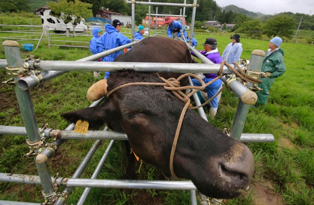 japan-fukushima-cows (1)