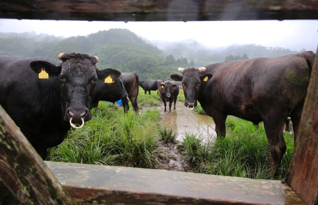 japan-fukushima-cows (2)